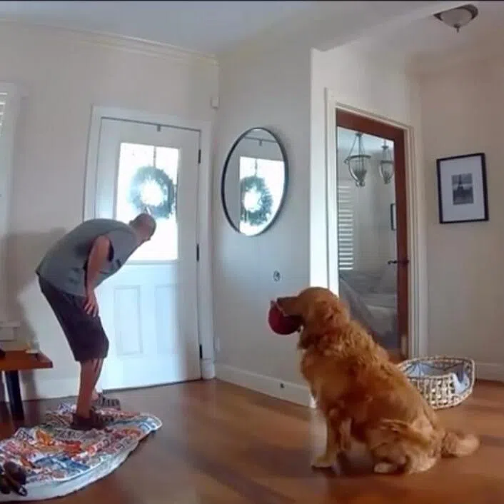 Security cameras in San Diego captured a homeowner’s dog holding a plush toy in his mouth while greeting an intruder.