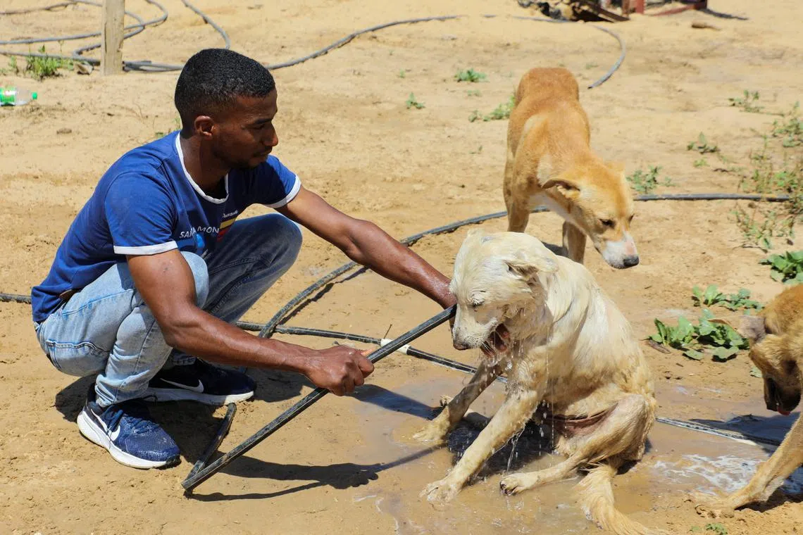 A Palestinian man cools off dogs amid the soaring heat wave, in Gaza City July 17, 2023. REUTERS/Fadi Shana