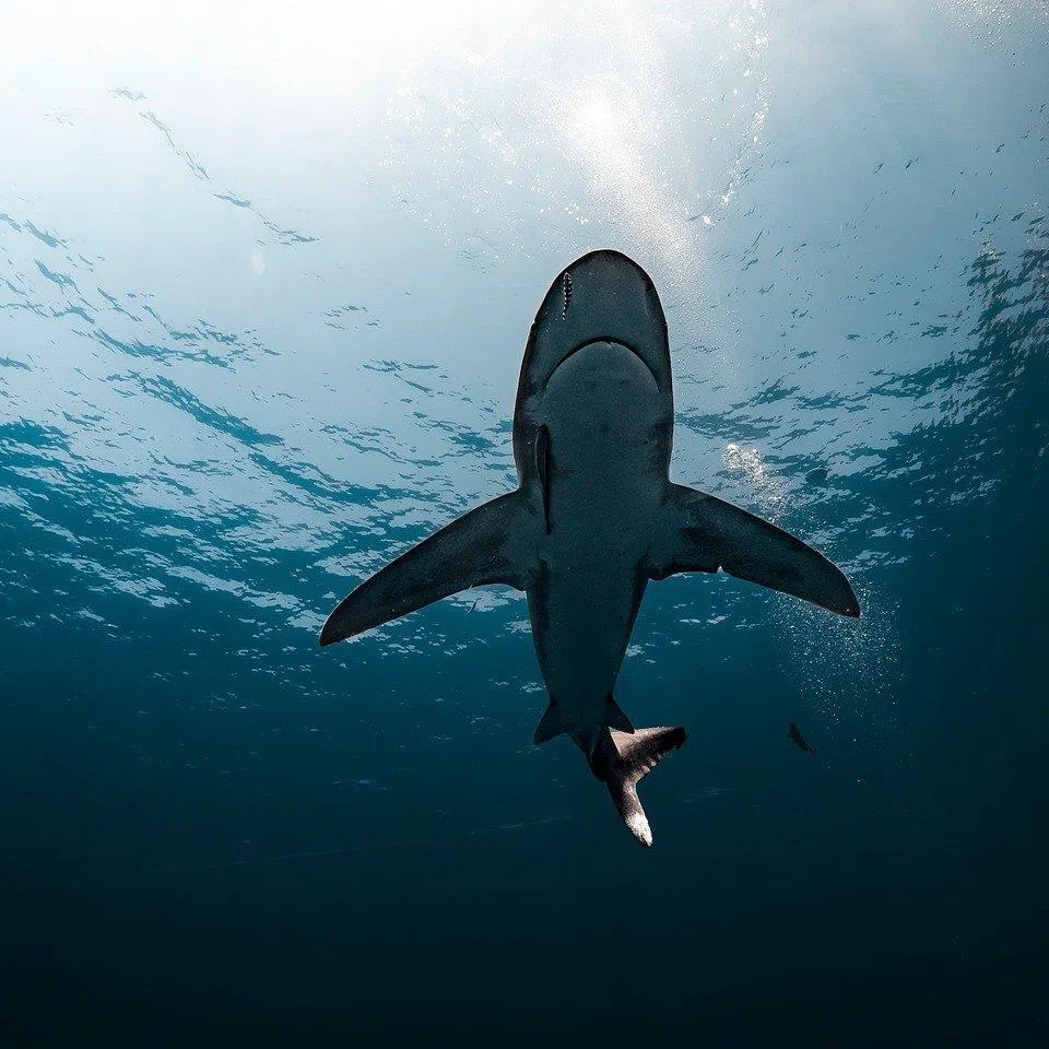 The attack happened off the coast of Chifre beach in Brazil’s tourist hotspot Pernambuco.