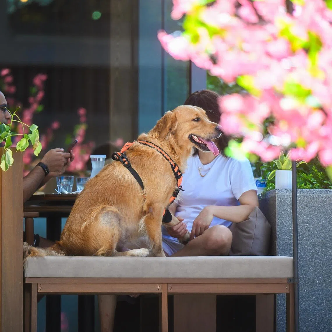 Veterinarians once commonly kept dogs as blood donors, but animal welfare concerns have made the practice increasingly difficult.