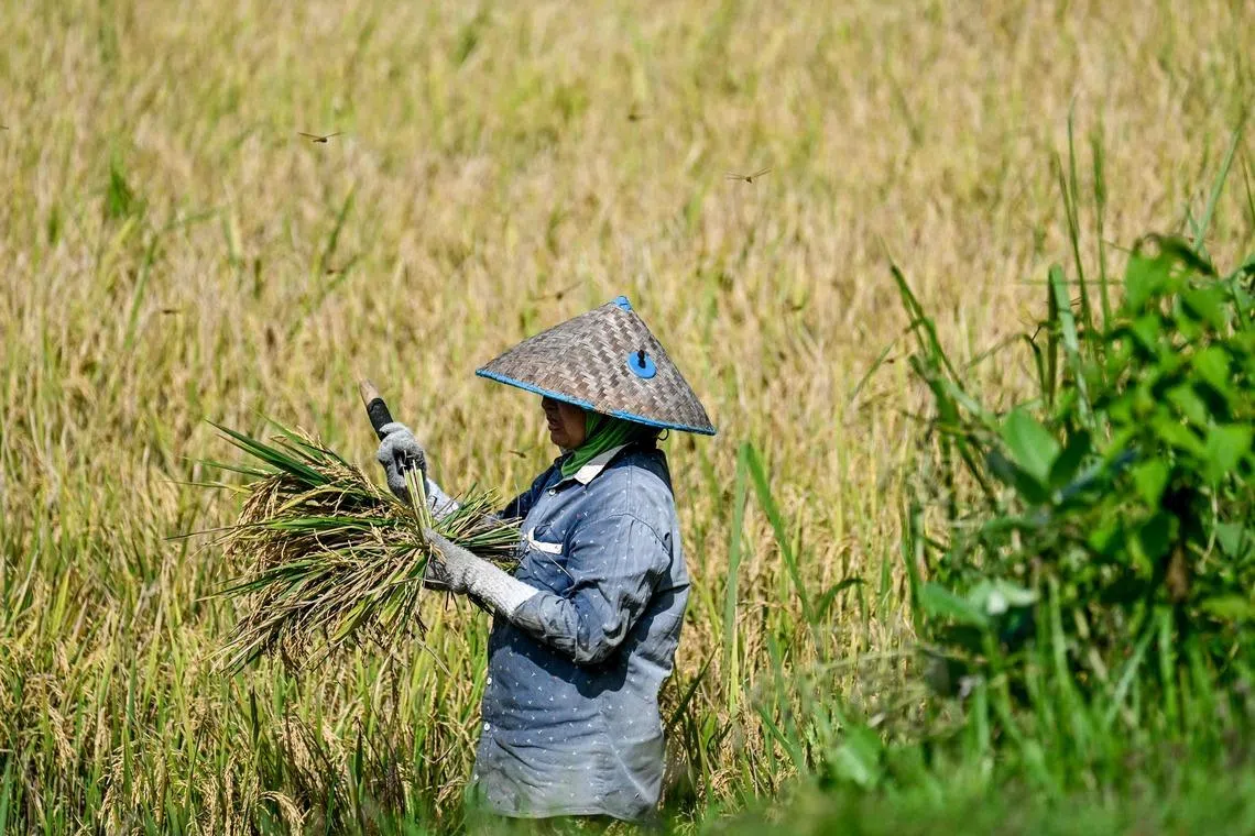 A farmer harvests rice at a paddy field in Aceh province in Indonesia on April 2.