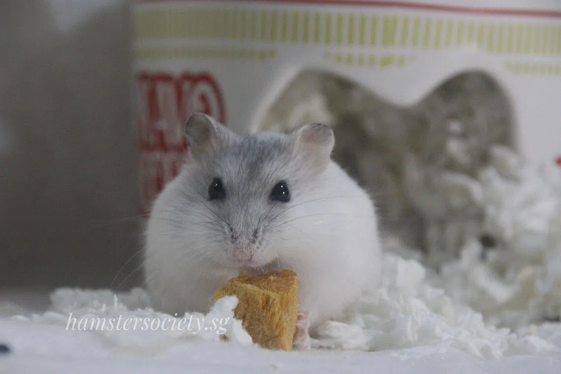 Mochi Quokka is a nine-month-old pearl winter white female hamster who loves all kinds of food.