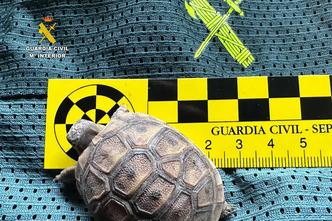 Spain's Civil Guard seized 472 exotic animals, including various tortoise types, iguanas, geckos of different varieties, tarantulas and Nile monitor lizards.