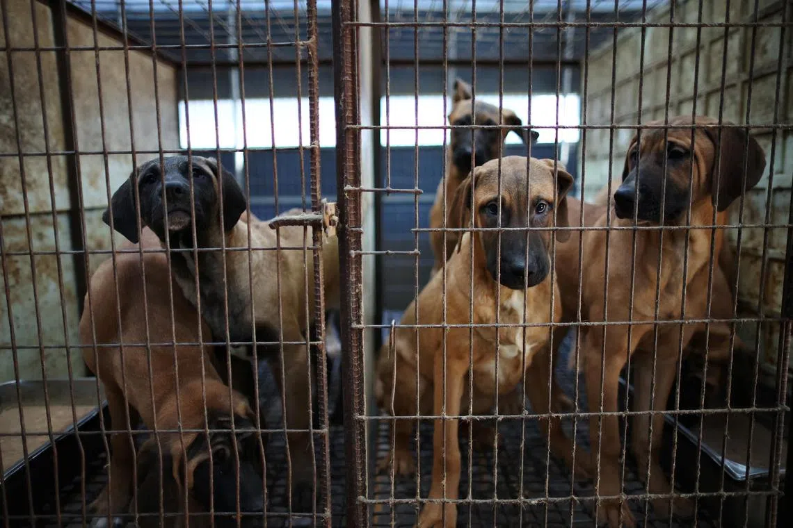 Dogs look on from their cages at a dog meat farm in Hwaseong, South Korea, November 21, 2023.   REUTERS/Kim Hong-Ji