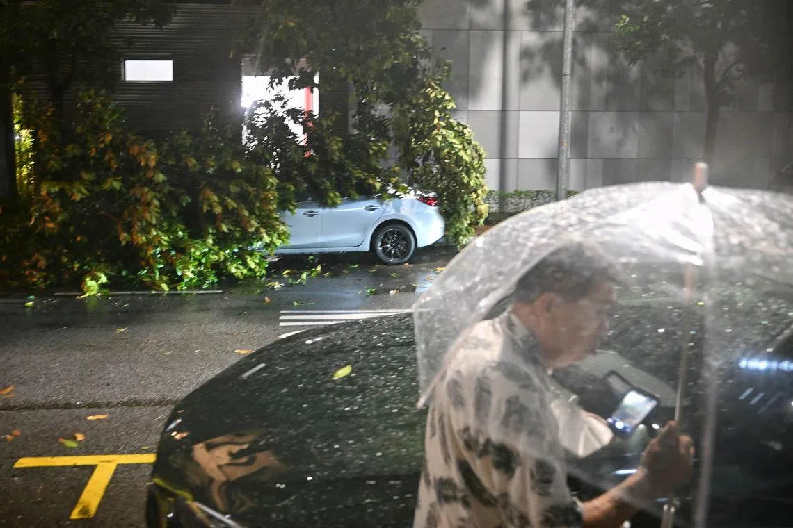 Fallen tree affecting a car and a van along Upper Hokkien Street in Singapore on Sep 17, 2024. Heavy rain and strong winds battered Singapore on the evening of Sept 17, 2024, causing many trees to be uprooted al over the island.