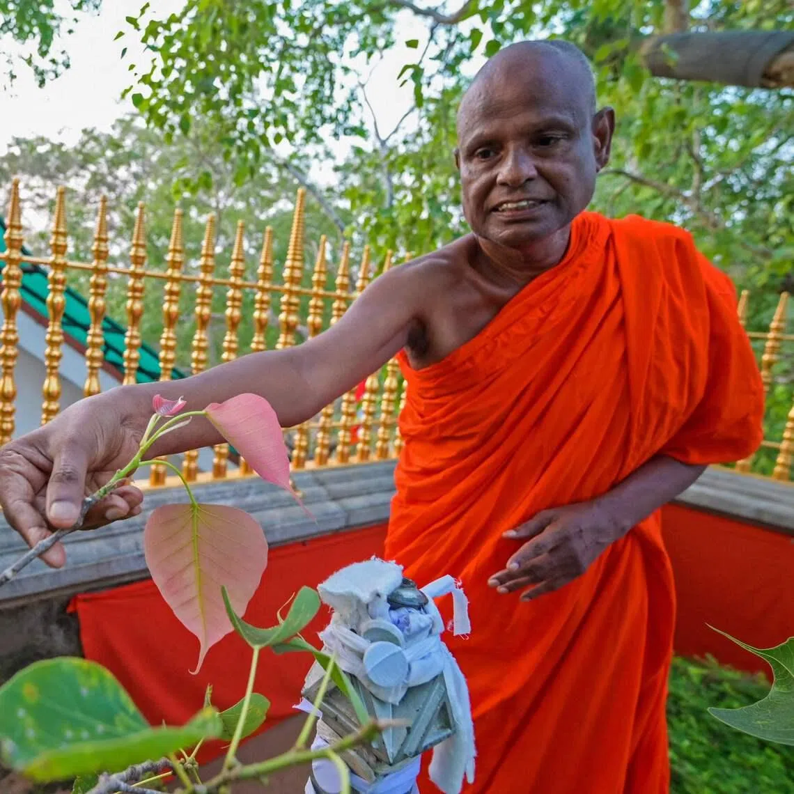 Pallegama Hemarathana was stripped of his responsibilities as the chief custodian of a highly venerated ficus grown from a sapling of a tree believed to have sheltered the Buddha.