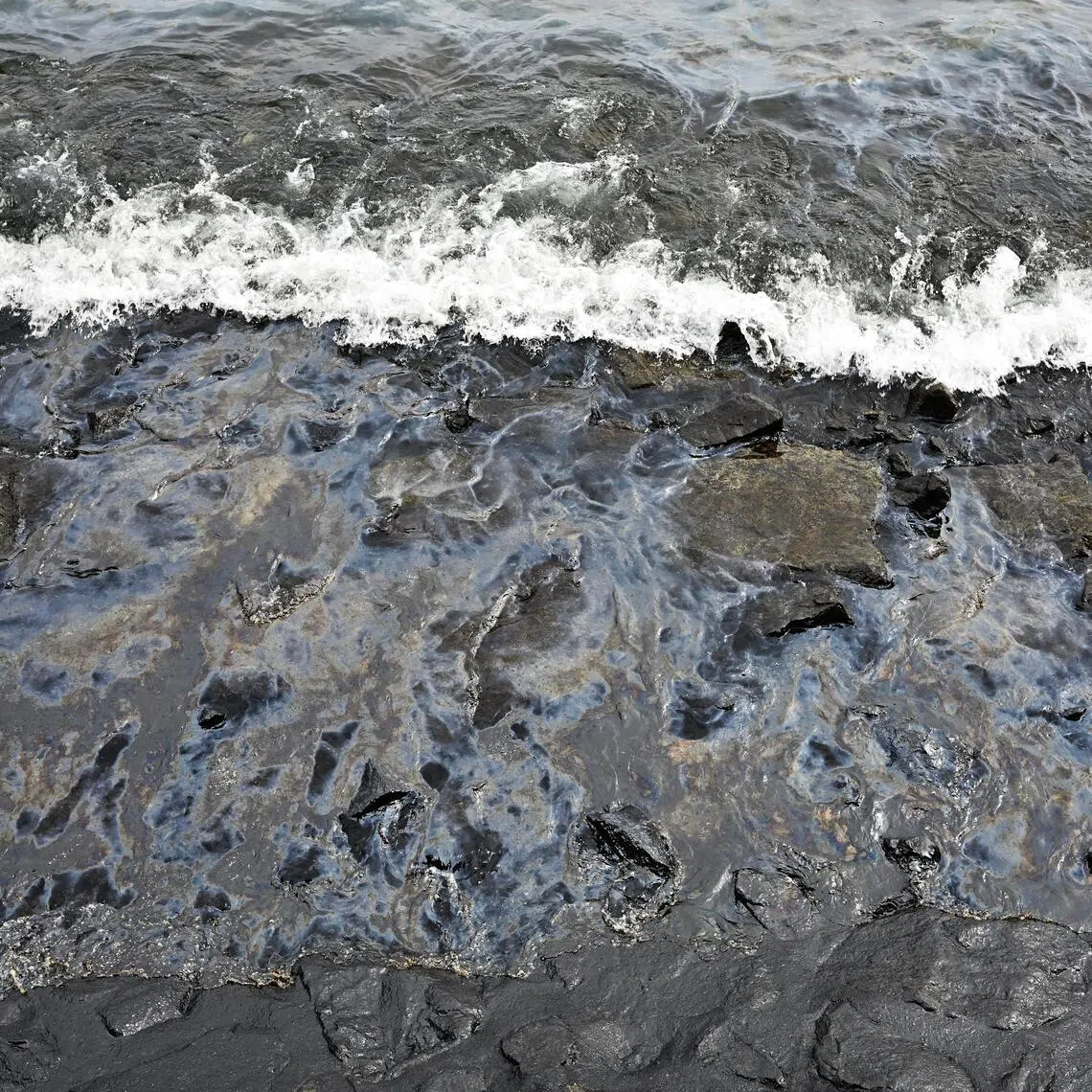 Singapore's coastal microbial community adapted in response to the 2024 marine oil spill, leading to the proliferation of species primed to break down oil.