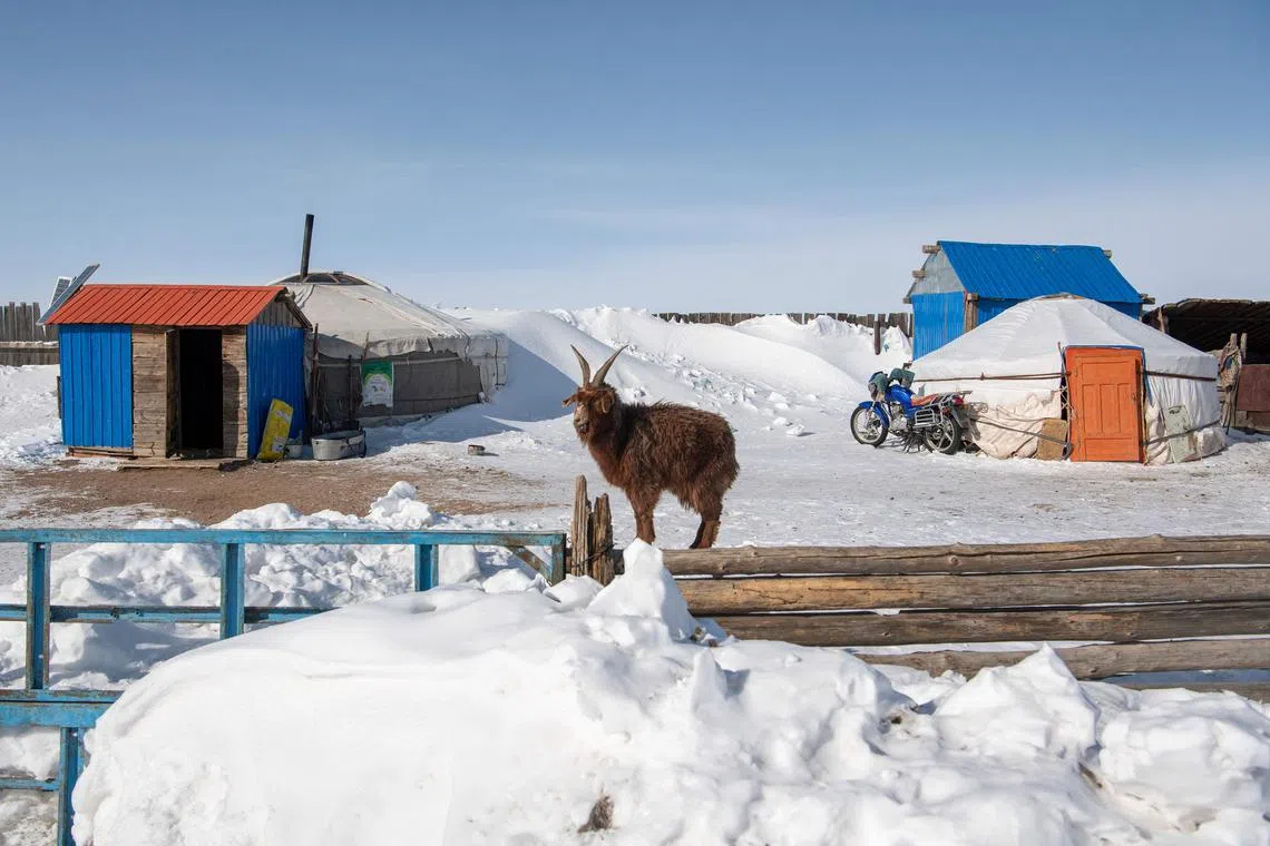 Over two million livestock have died in Mongolia this winter, victims of the "dzud" extreme weather phenomenon that the UN has said put 90 per cent of the country at risk.  