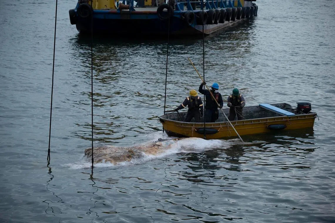 aqwhale16 - Whale carcass being retrieved by the Singapore Salvage Engineers (SSE) crew off the waters near Marina Bay Cruise Centre on 12 September 2025. Credit: Lee Kong Chian Natural History Museum, National University of Singapore