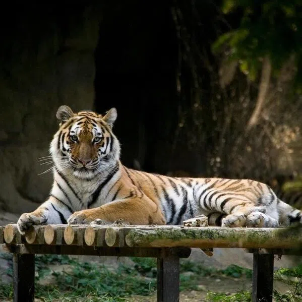 Siberian tiger Miho was attacked by another tiger Kumgang, who was transferred to the same complex in January. 