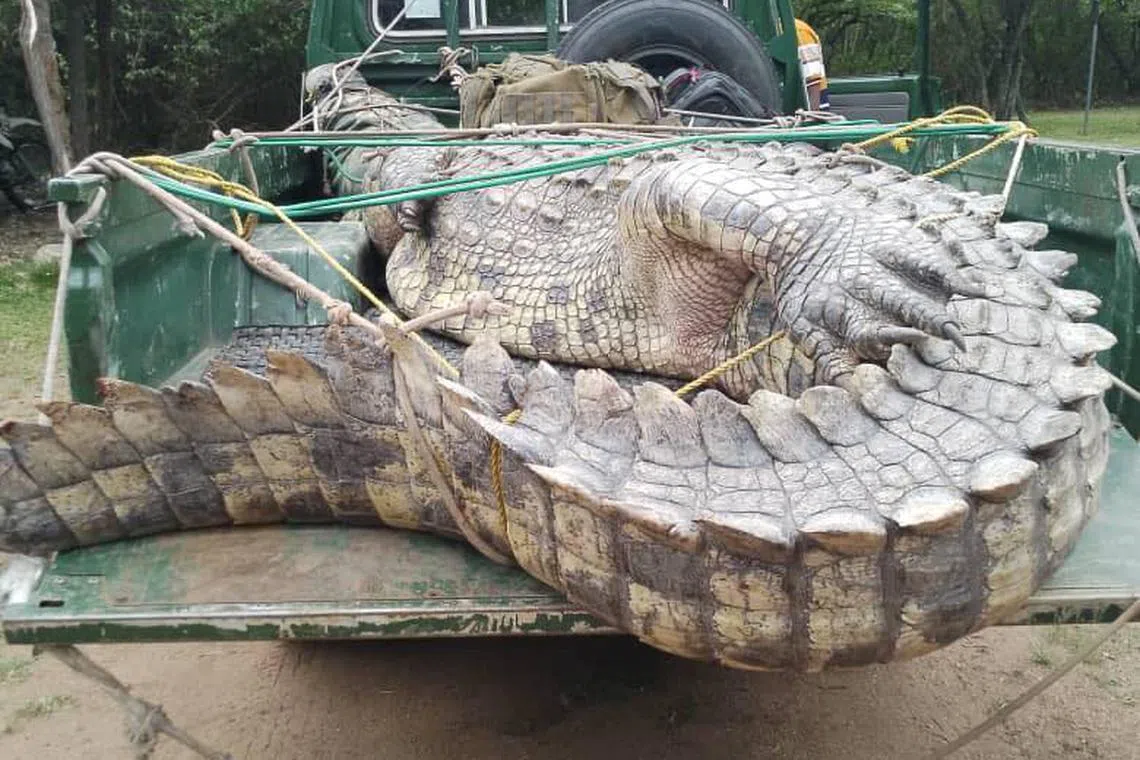 The giant crocodile was captured and transferred to new home. 