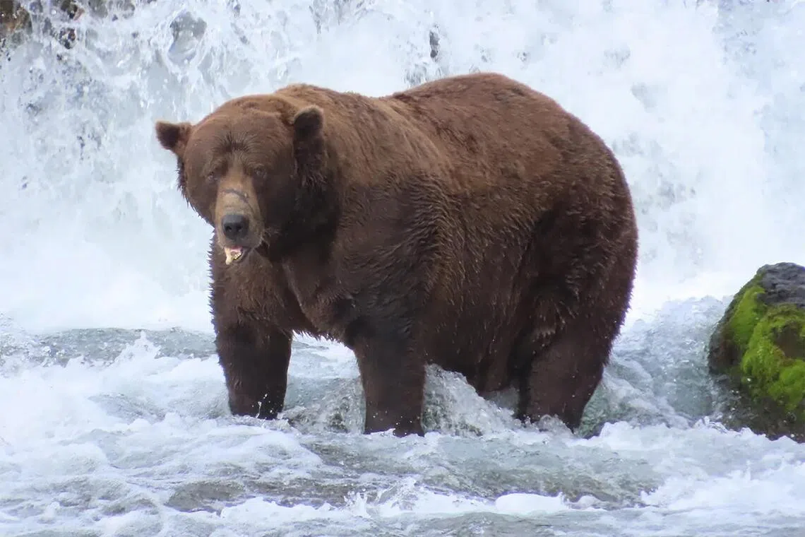Voting opens in Alaska’s annual Fat Bear Week