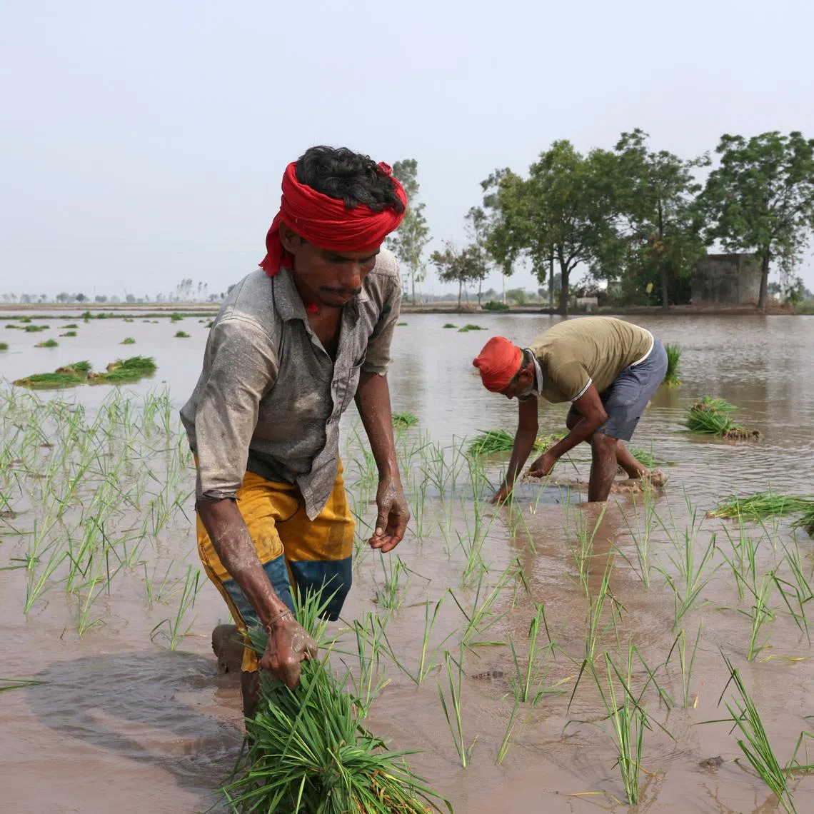 Labourers plant rice saplings in a field in Gaggarpur village in the northern Indian state of Haryana in June 2025. Some Indian farmers are afraid that American imports will damage their livelihood.