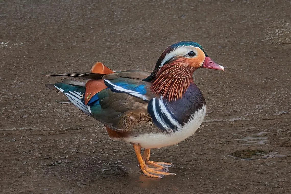 A rare mandarin duck was spotted in a canal in Ulu Pandan on July 9, 2023. Photos of the bird have been making its rounds on social media when it was first spotted on July 8 in a canal near Block 349 Clementi Avenue 2.