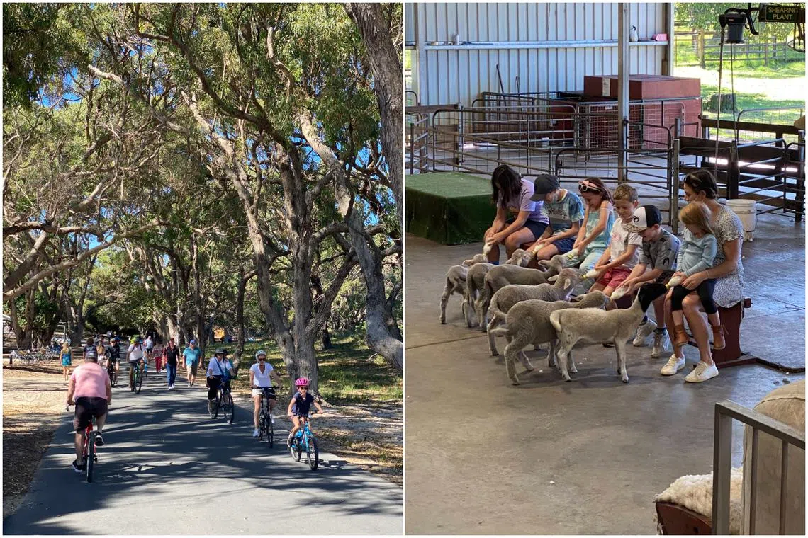 Cycling at Rottnest Island (left) and children feeding lambs at Caversham Wildlife Park.