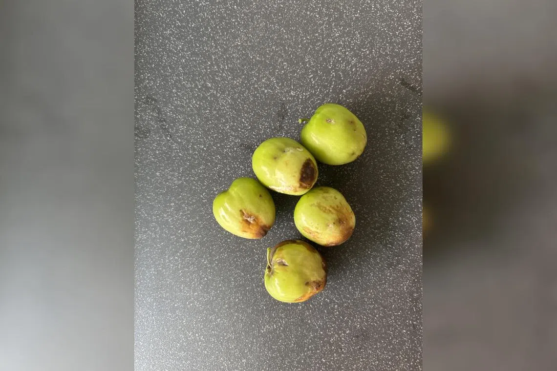 Building or buying a fruit fly trap will also deter the pests.