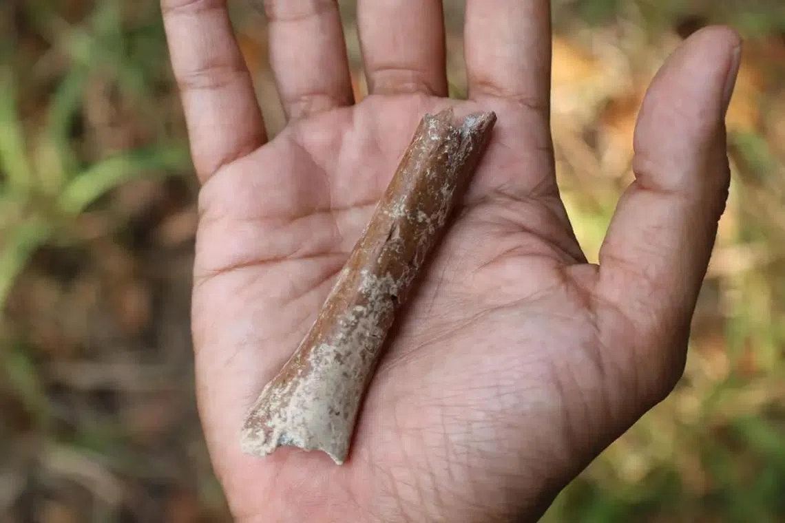 An 88mm-long humerus bone fragment found at Mata Menge, on Indonesia’s Flores island, was initially mistaken for a crocodile bone.