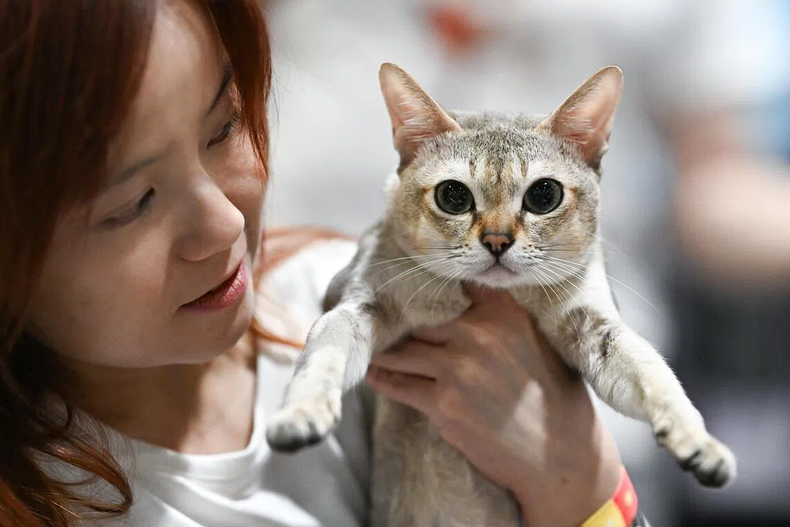 2-year-old Star with his owner, Ariel Chan. This is Star’s second time competing in a cat pageant and Chan’s first time.