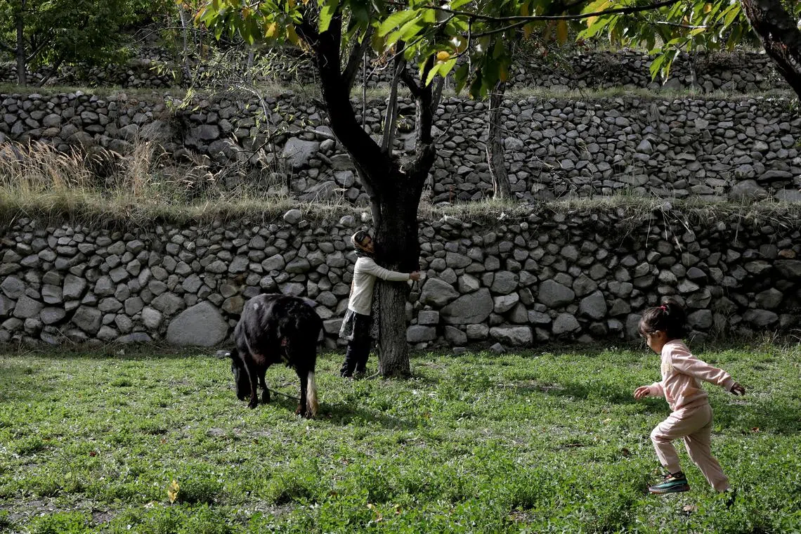 Sarah Tariq, 4, playing as her mother Roohi Baig, 39, ties up cattle outside their home in Hassanabad village, Hunza valley, in the Karakoram mountain range in the Gilgit-Baltistan region of Pakistan, Oct 9, 2023. 