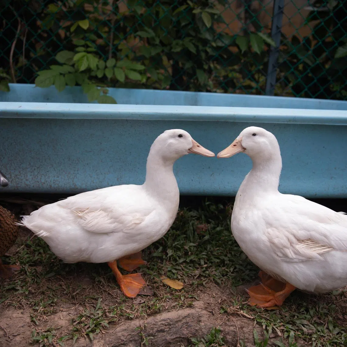 At the pet farm, rescued animals such as the ducks give children an opportunity to learn about empathy.