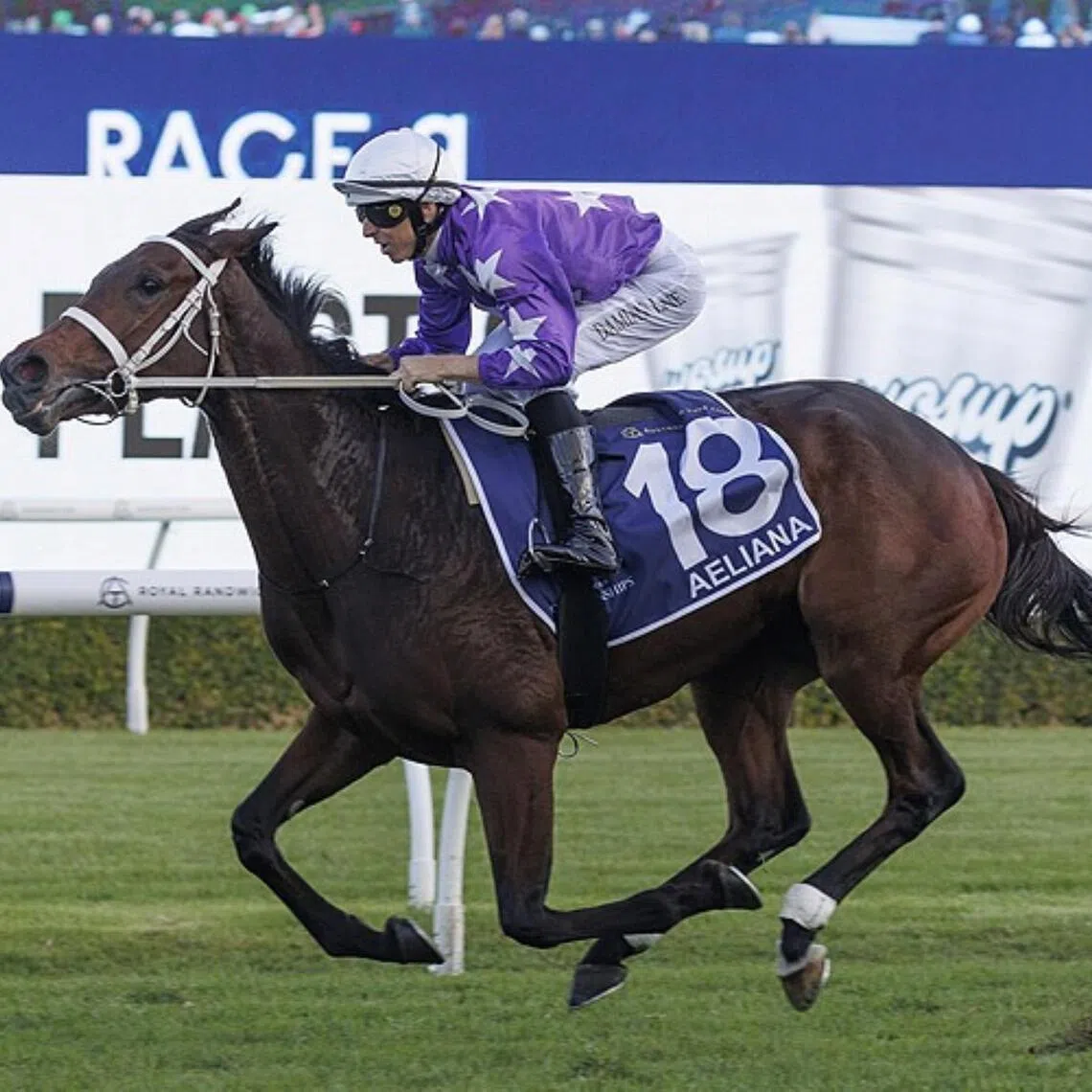 Horse racing: Aeliana (Damian Lane) annihilating her rivals in the Group 1 Australian Derby (2,400m) at Randwick, 5 April 2025.