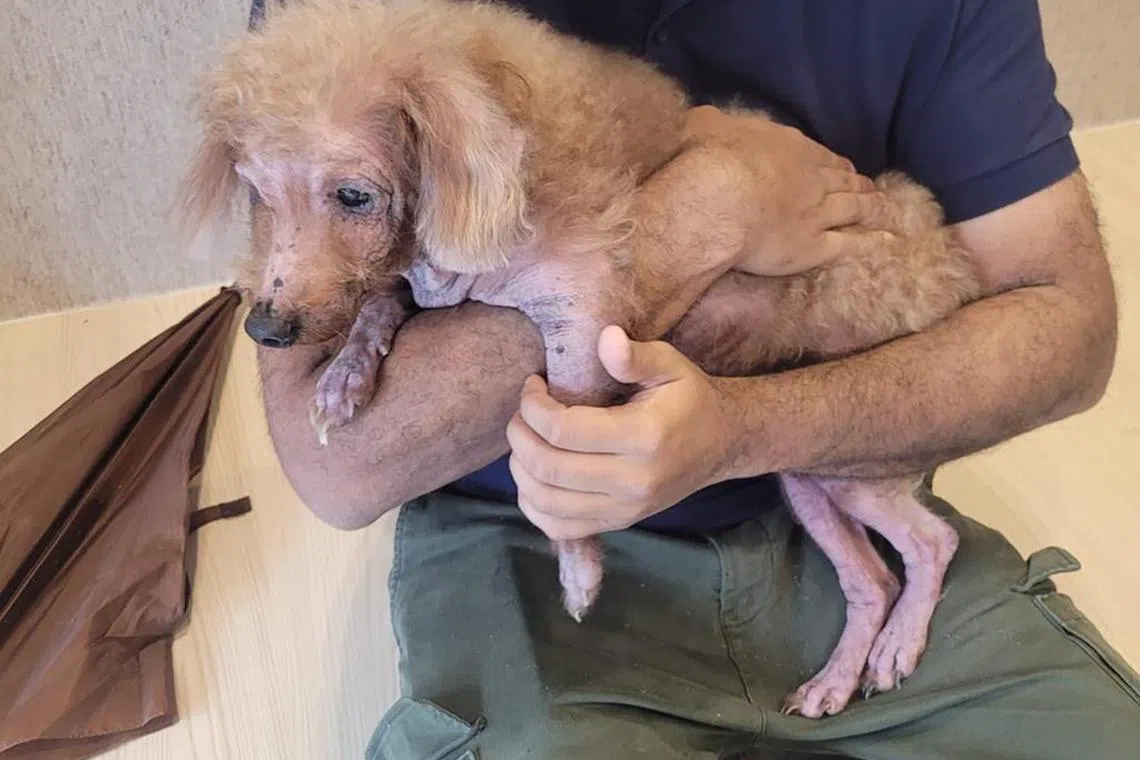 Malcolm was surrendered to HopeDogRescue (Hope, for short) in mid-2022, when he was aged 11 (77 in human years).