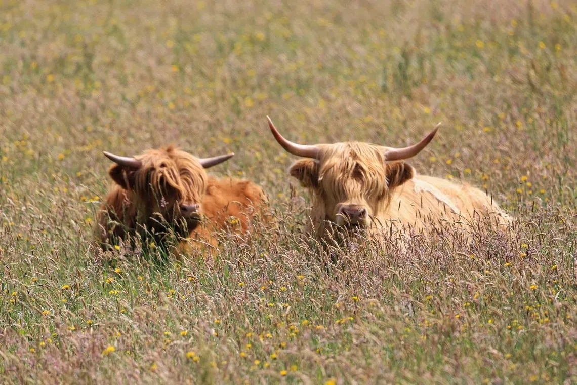 Highland cows might look gentle, but they are powerful animals, and are especially protective when calving or when young calves are on the ground, said the Highland Cattle Society.
