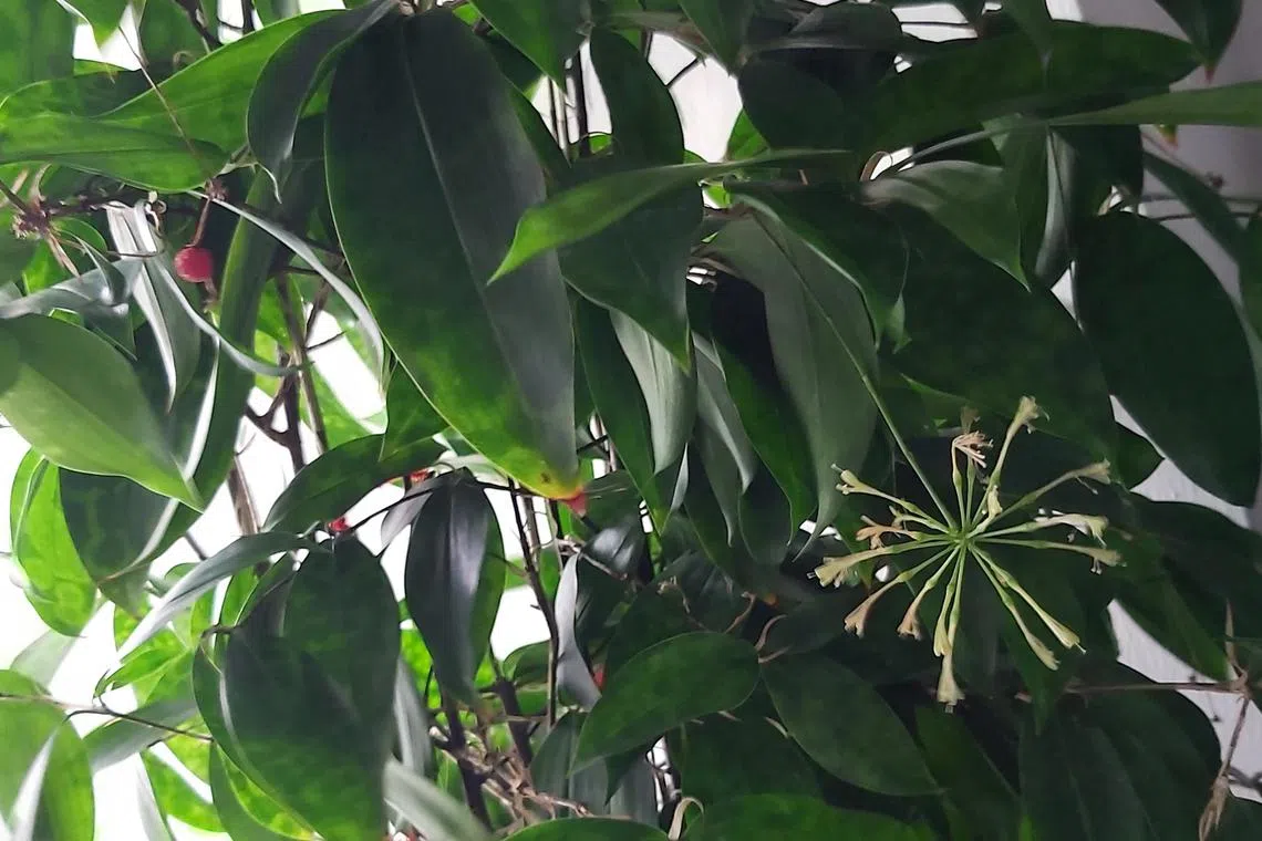 Seeds from ripe fruit of Japanese bamboo can be used for propagation.