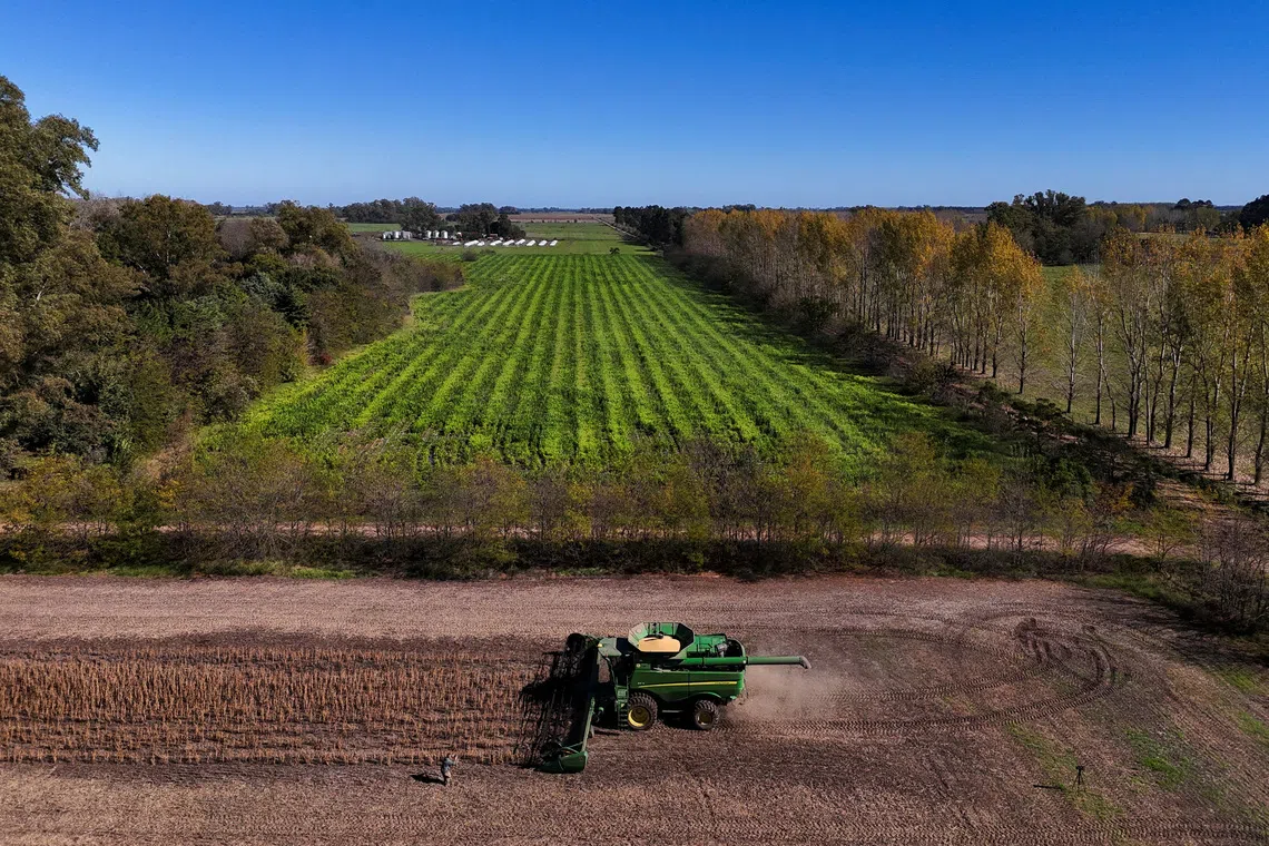 FILE PHOTO: A drone view shows a harvester working in a soybean plantation in San Andres de Giles, on the outskirts of Buenos Aires, Argentina, May 12, 2025. REUTERS/Martin Cossarini/File Photo