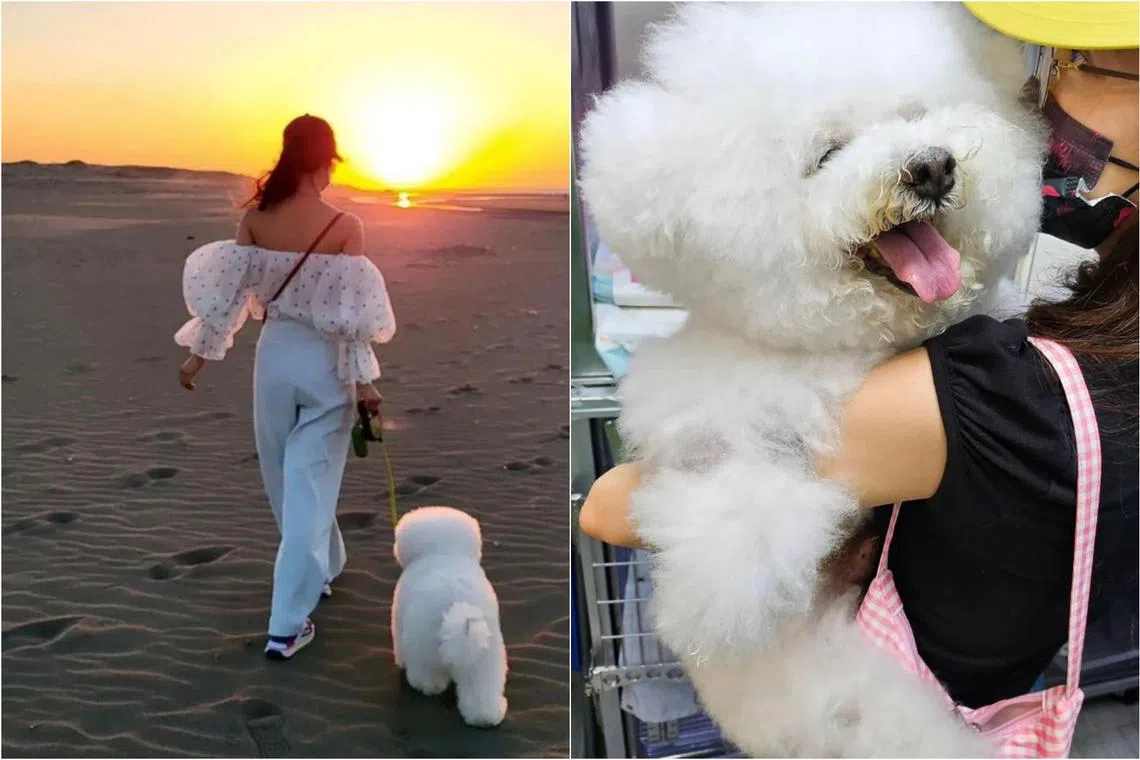 Jolin Tsai posted her last photo with her dog Woohoo on social media on July 14.