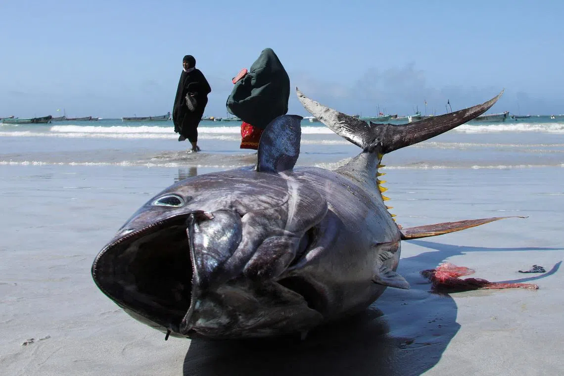 Somali women walking near a fish put on display by fishermen at the Liido beach in Mogadishu, Somalia May 13, 2024. 