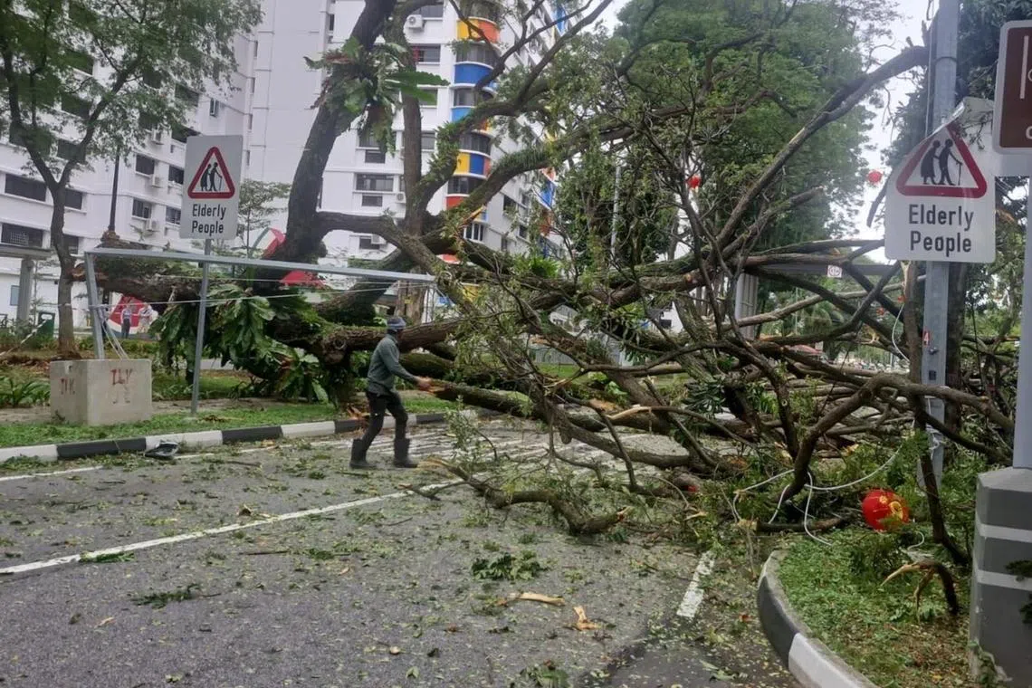 The affected road could be seen cordoned off where the trunk of the large tree appears to have snapped at the base.