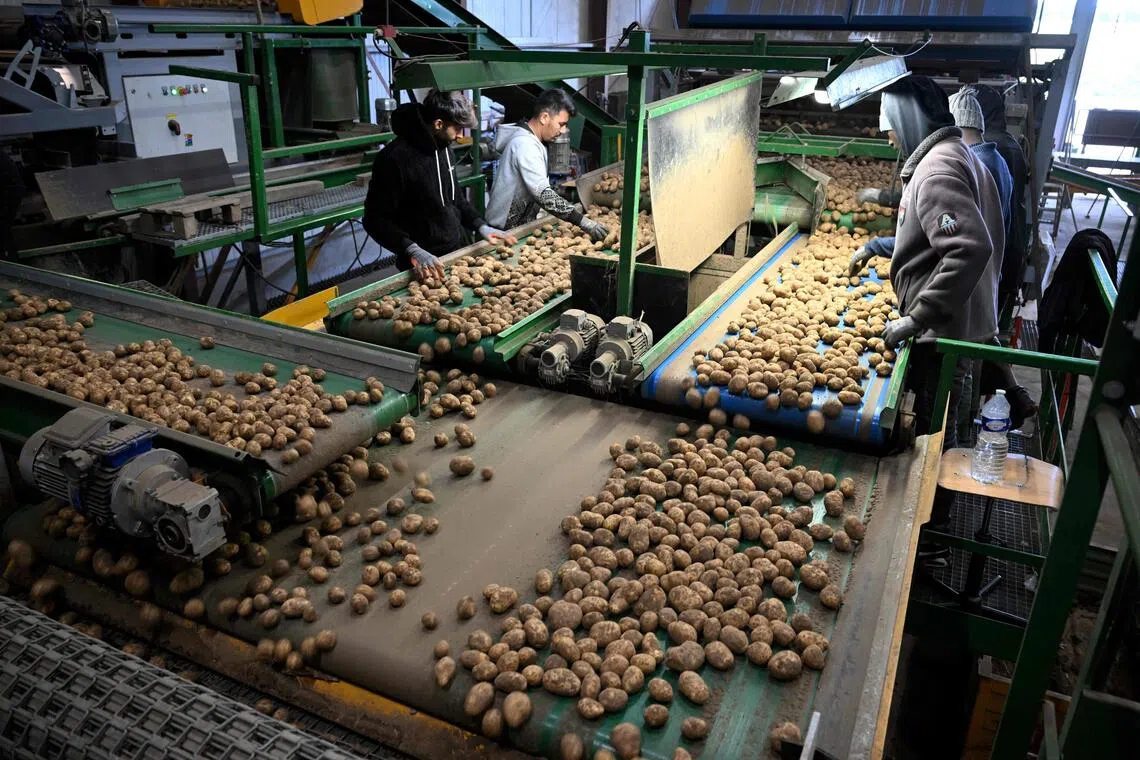 Employees of an agricultural cooperative sort potatoes after harvesting in Geer, eastern Belgium on September 26, 2025. Fries powerhouse Belgium is in for a record potato harvest this year -- but that's hardly cause for celebration for farmers who face a slump in prices partially driven by a crunch in crispy exports. (Photo by Nicolas TUCAT / AFP)