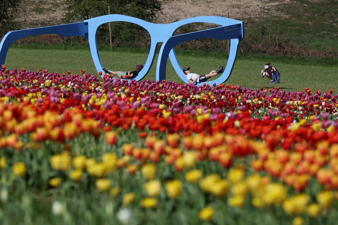 Visitors posing for pictures amongst tulips in bloom, part of one and a half million bulbs grown for Tulleys Tulip Fest at Tulleys Farm, West Sussex, Britain, April 8, 2026. 