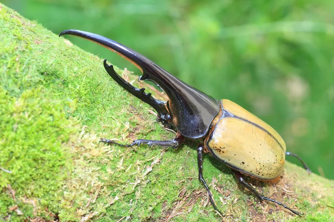 Hercules beetles – known as some of the world’s largest beetles – live in Central and South America and are also known as “the king of rhinoceros beetles”. 