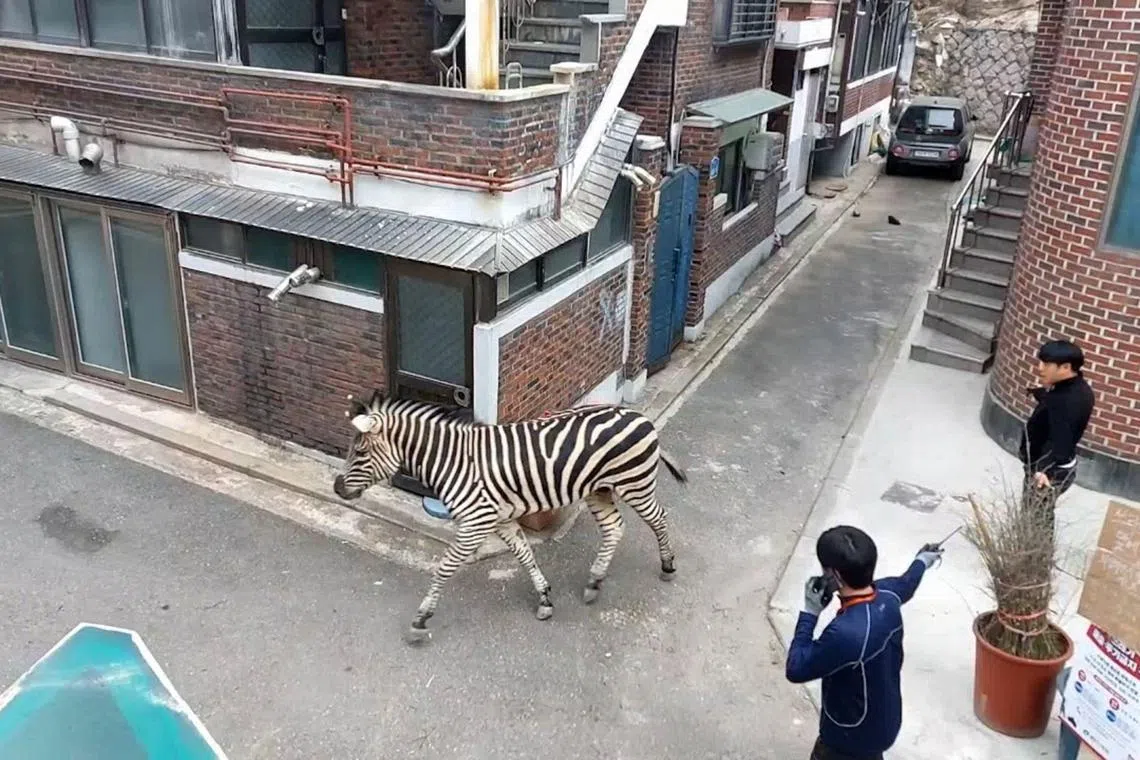 The male zebra, named Sero, meaning “vertical” in Korean, had broken free from a zoo at the Seoul Children’s Grand Park.