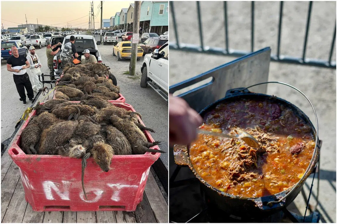 Nutrias, a semi-aquatic rodent, are increasingly found along the Gulf Coast, in the Pacific North-west and in the South-eastern US.