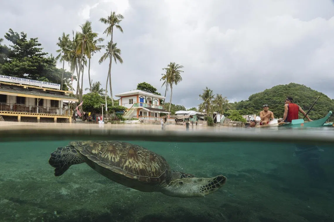 A green turtle swims near the coast of Apo Island in the Philippines. Against long odds and initially strong opposition, a pristine marine preserve in the Philippines has thrived for decades under the care of local fishermen. Warming waters threaten that achievement. 