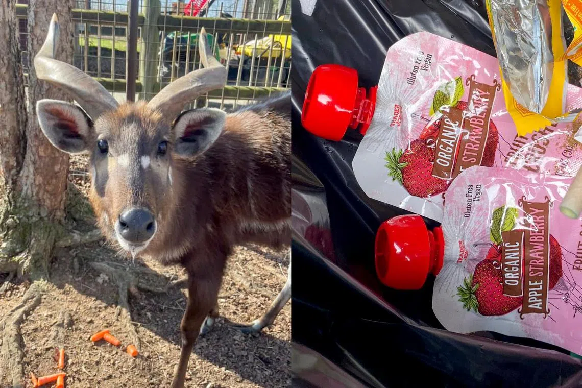 Seven-year-old antelope Lief choked to death after a guest brought a squeezable food pouch into the zoo, in violation of its safety rules.