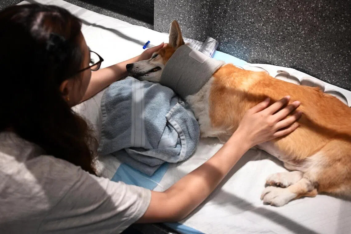 Lee Yi Zhen, 29, keeping watch over Goldey, a 14-year-old Corgi, which suffers from slipped disc and kidney failure, as he receives treatment.