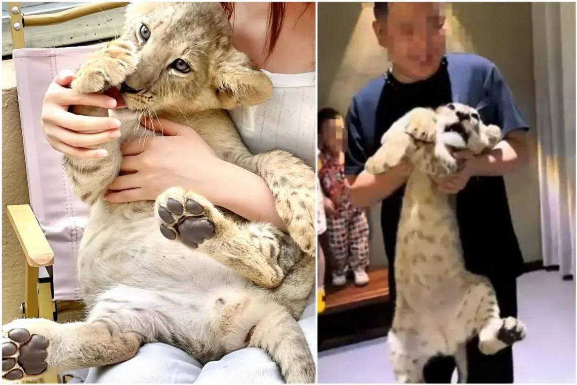 Customers cradled the lion cubs as if they were babies in pictures and video clips posted online.