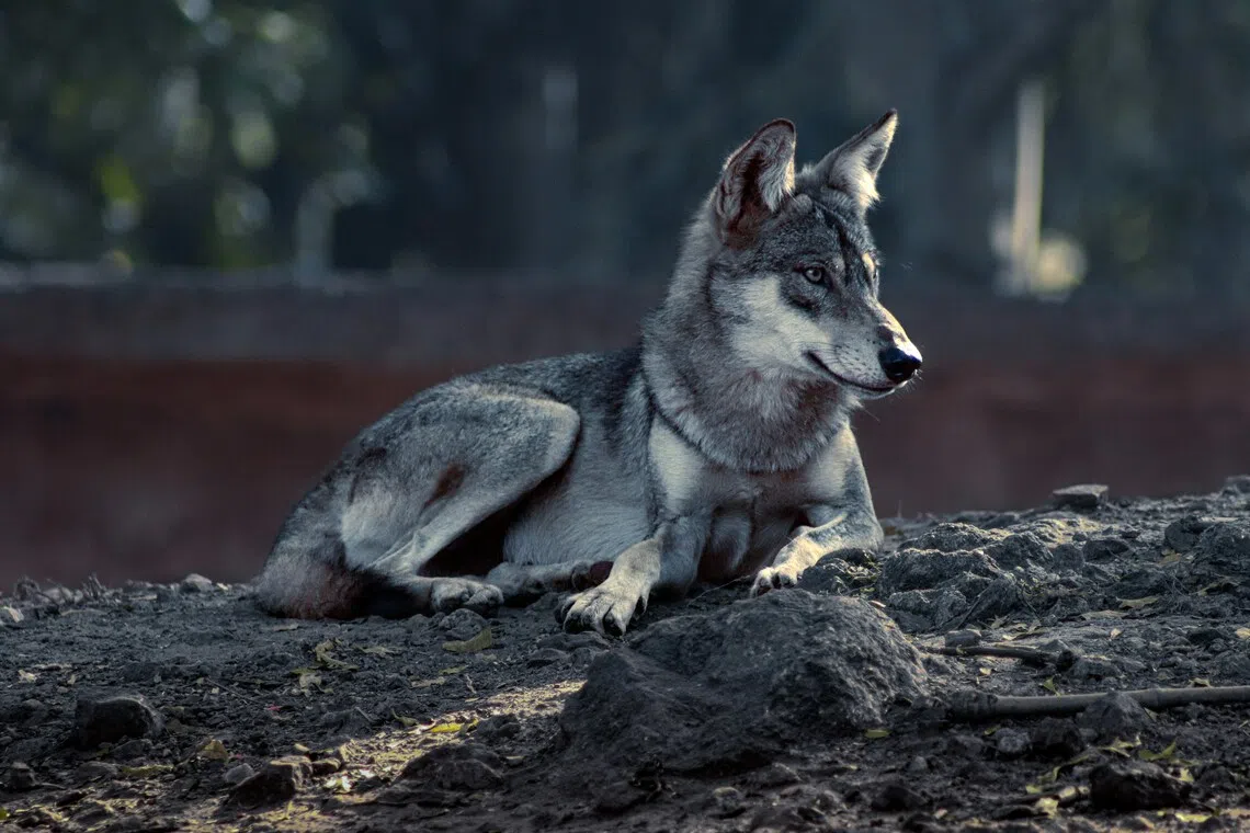 straitstimes.com - Indian authorities deploy drones to track killer wolves