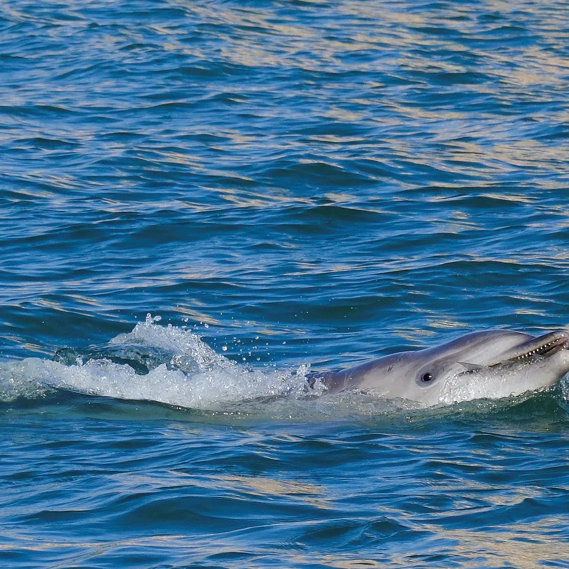 A dolphin nicknamed 'Mimmo' swims in the San Marco Basin, amid growing concerns about the impact of tourism on marine life, in Venice, Italy, November 8, 2025. REUTERS/Manuel Silvestri
