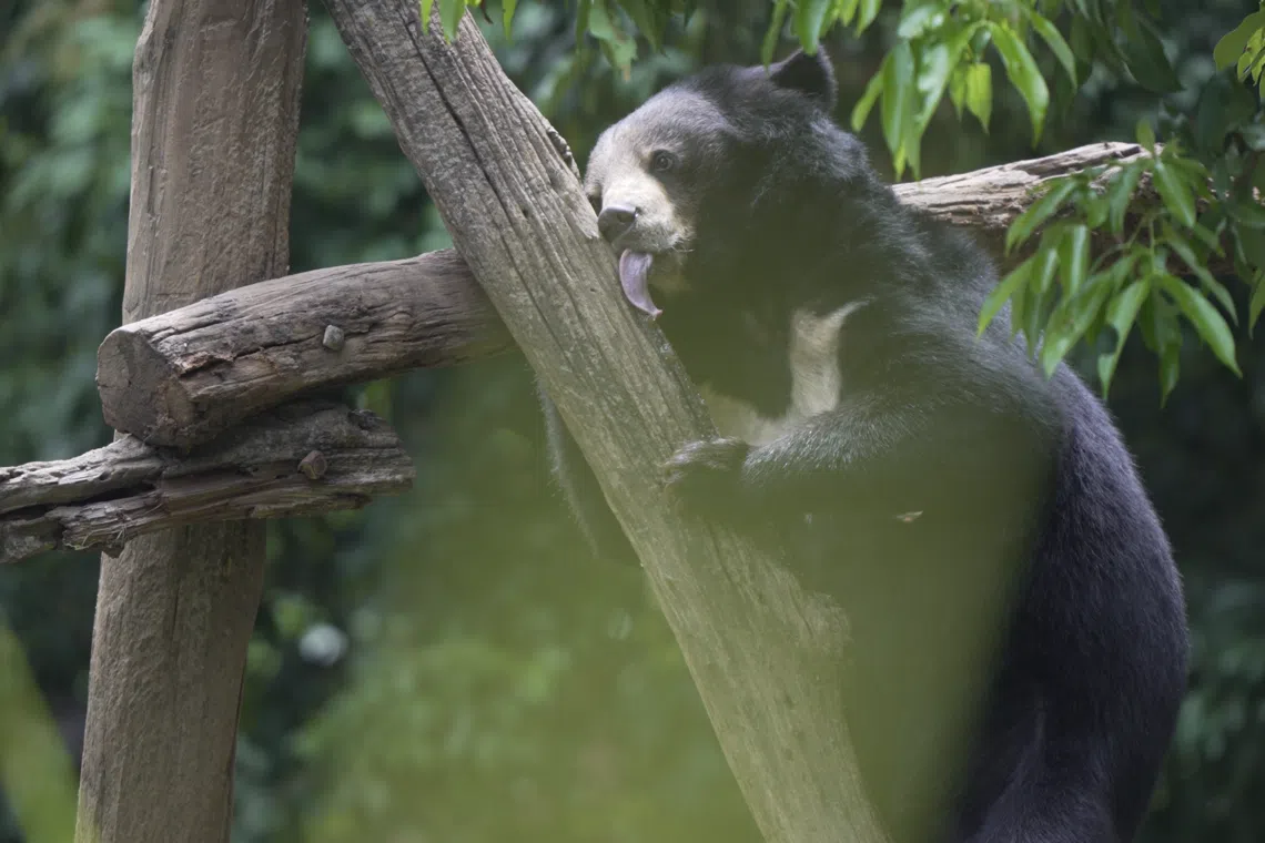 Bears rescued from Laos farm step outdoors for the first time, after rescue S’porean helped lead