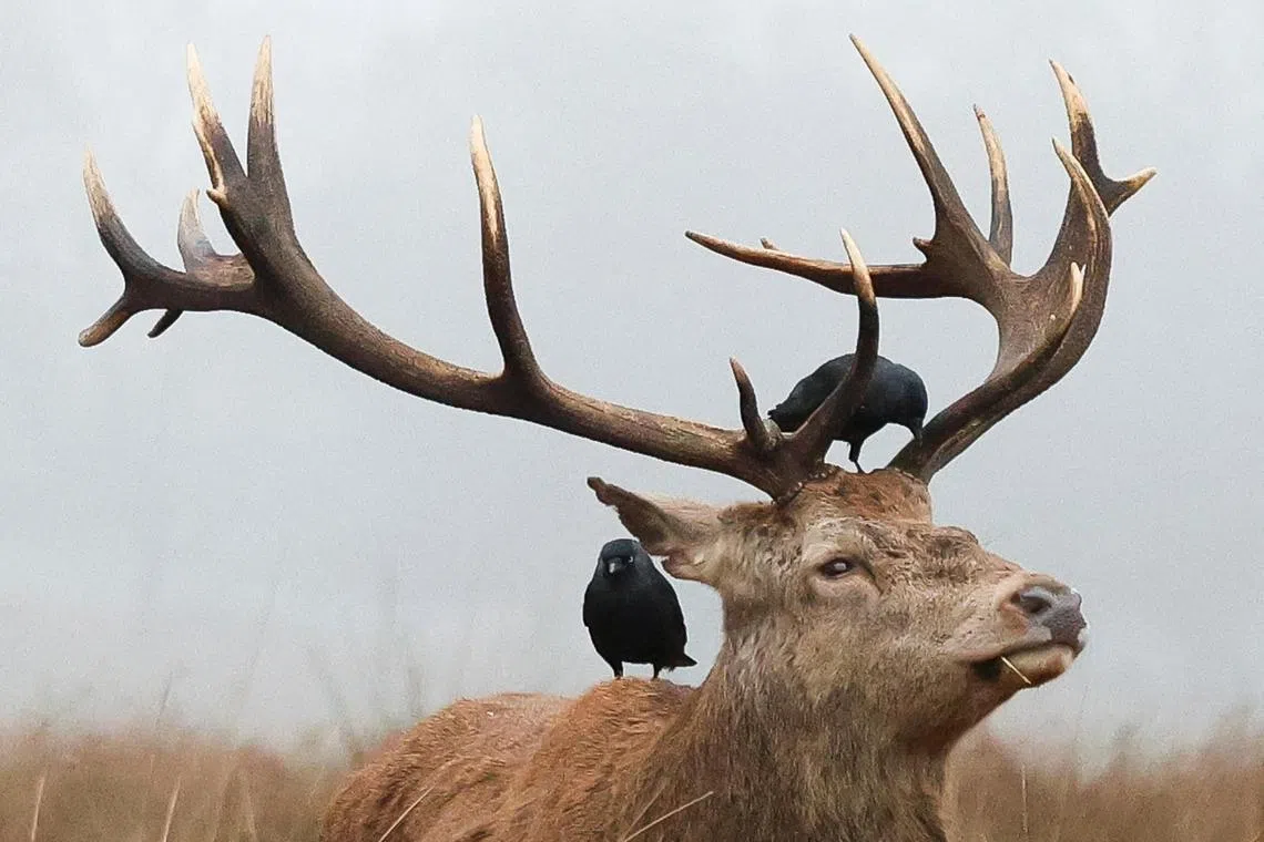 Birds perch on a deer in Richmond Park during foggy weather, in London, Britain, December 29, 2024. REUTERS/Mina Kim      TPX IMAGES OF THE DAY     