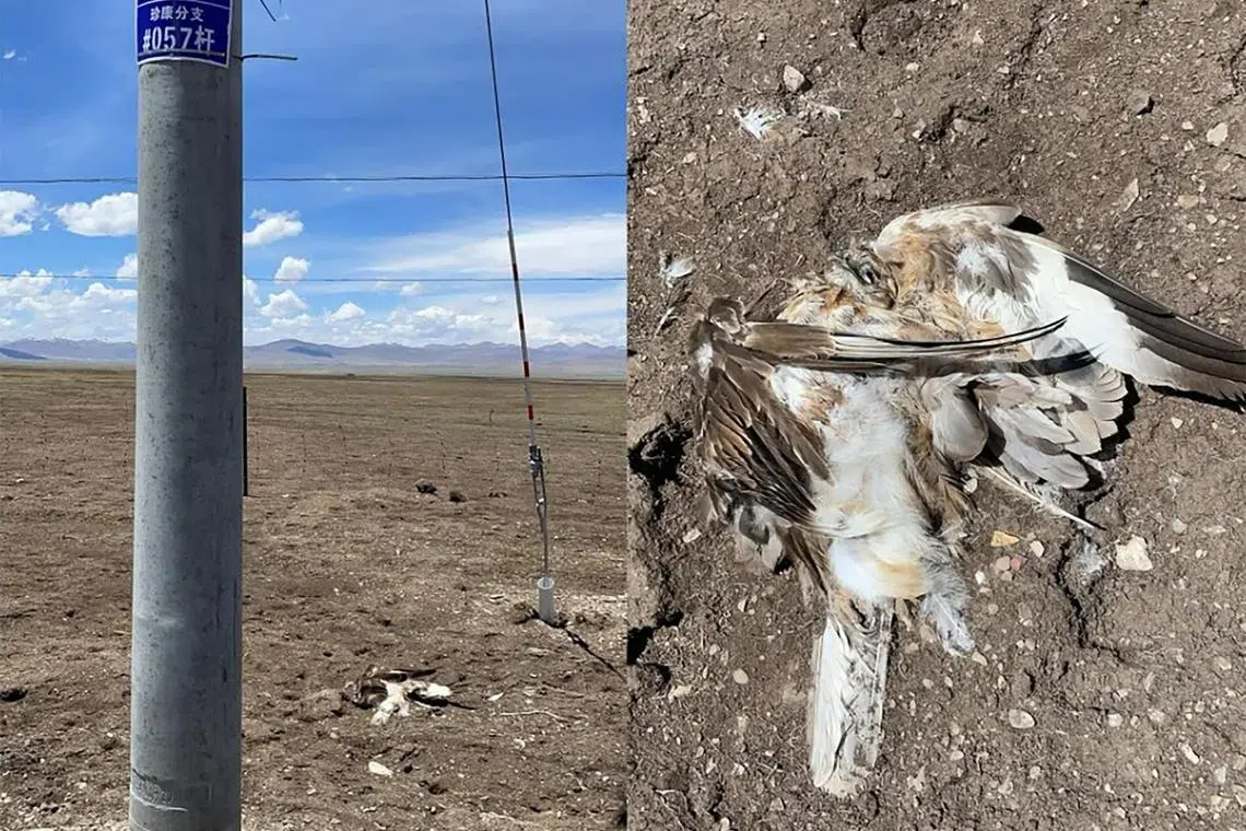Volunteers While wildlife volunteers say the birds died due to electrocution, authorities denied the claim and said the deaths were being investigated.