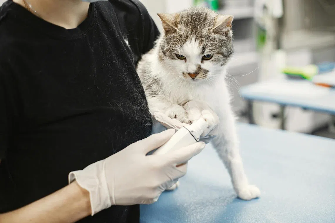 Pet lovers said some veterinarians who own small animal practices are imposing unreasonable charges.