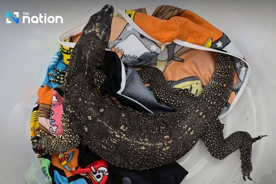 Transnational wildlife smuggling ring foiled in Bangkok at Suvarnabhumi Airport