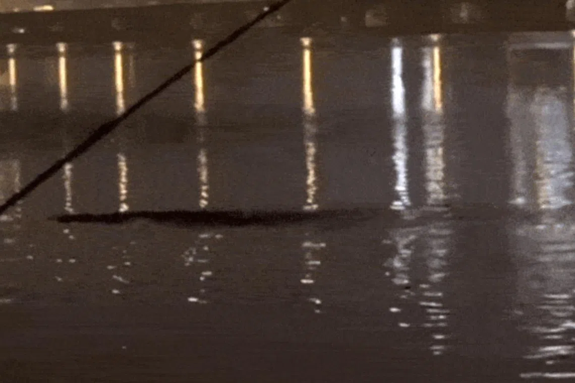 The video has sparked thousands of comments online. Some speculated that the creature could be a group of otters, an alligator or even a python.