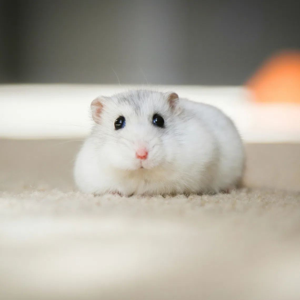 The man in Japan is under investigation for the killing of around 50 hamsters.